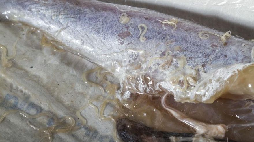 Un proyecto aragonés que destruye el Anisakis y el Toxoplasma de los alimentos recibe un premio a la innovación