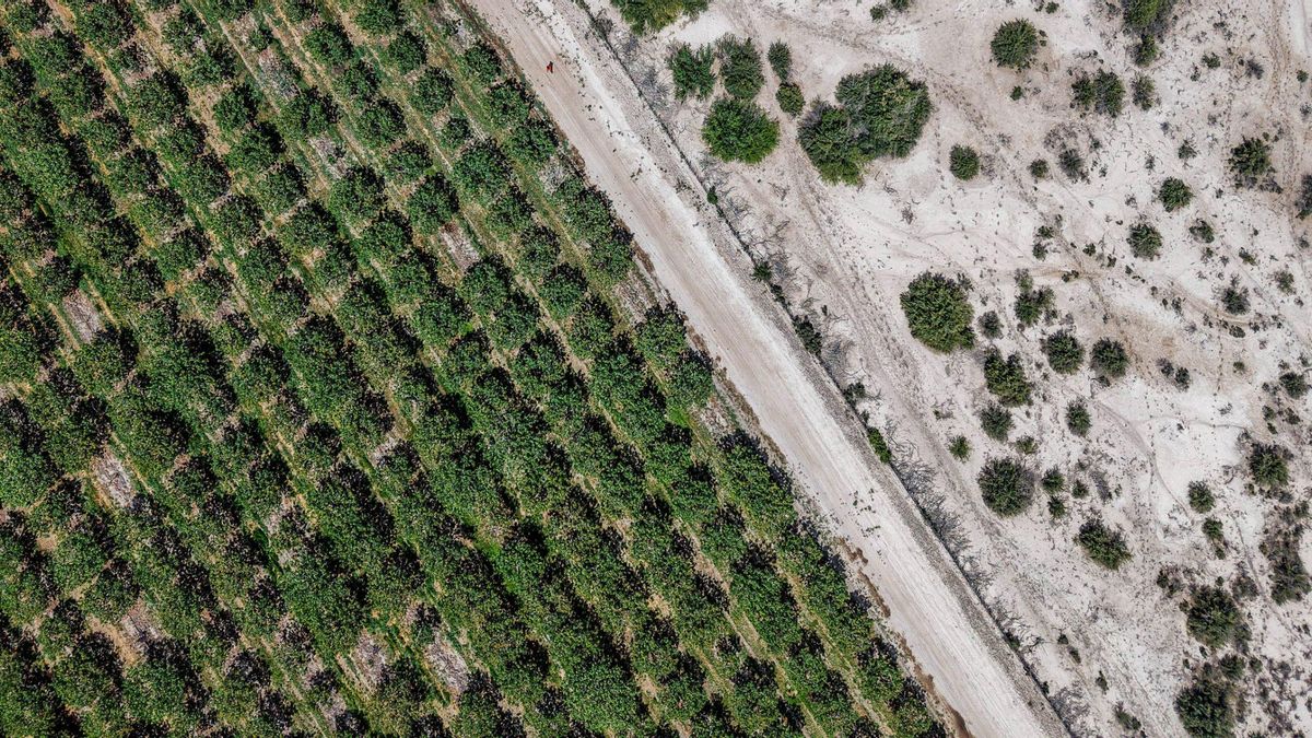 Plantación de pistacho en San Juan. La superficie cultivada pasó de unas 1.000 hectáreas en 2013 a entre 7.500 y 8.500 hectáreas en la actualidad, según las estimaciones del INTA.