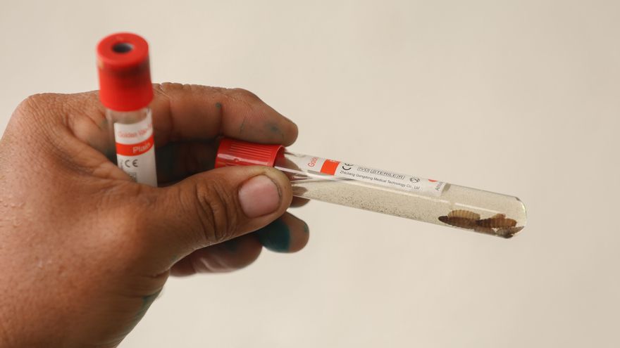 Panamá refuerza la lucha contra el gusano barrenador con el apoyo de EE.UU. y el IICA