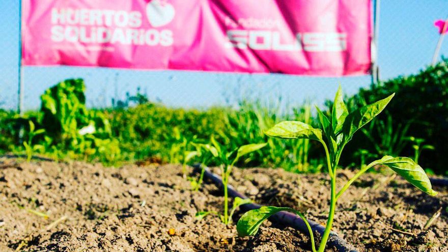 La guerra provoca aumento de la demanda de los productos de la Red de Huertos Solidarios de la Fundación Soliss