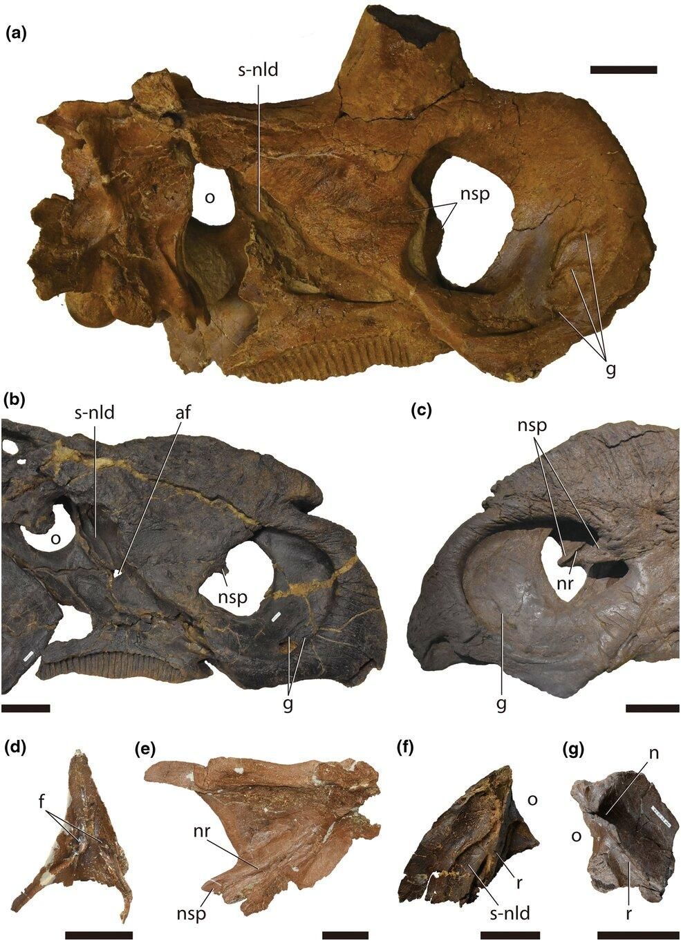 Varios otros dinosaurios emparentados con el Triceratops presentan características similares que llevaron a los investigadores a esta conclusión