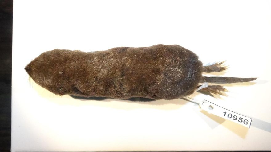 Investigadores descubren una nueva especie de musaraña en la Amazonía de Ecuador