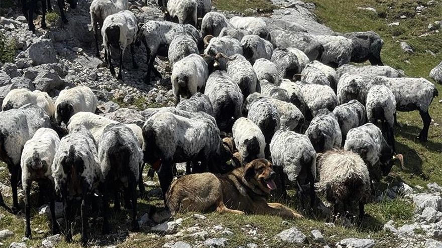 Ovejas pastando en Picos de Europa (