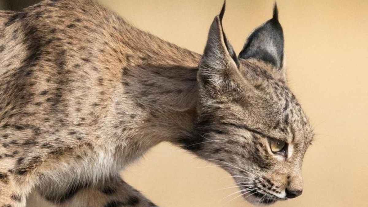 El fotógrafo Fernando O'Farrill, del lobo en Finlandia al lince en Ciudad Real: "Su reintroducción es un ejemplo mundial"