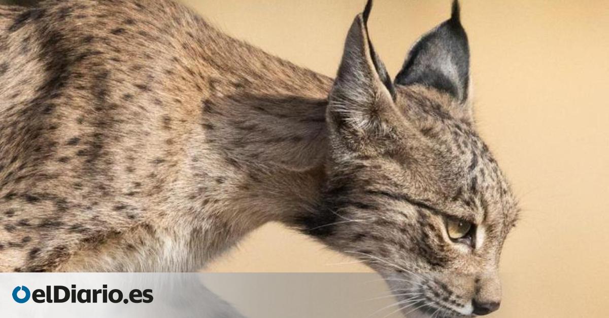 El fotógrafo Fernando O'Farrill, del lobo en Finlandia al lince en Ciudad Real: “Su reintroducción es un ejemplo mundial”