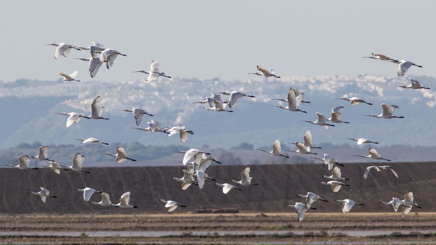 Medio siglo de la explotación ilegal de la valiosa laguna de La Janda por parte de terratenientes