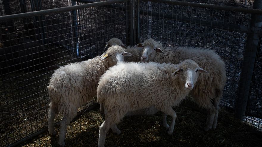 Ovejas en el recinto ferial de El Paso.