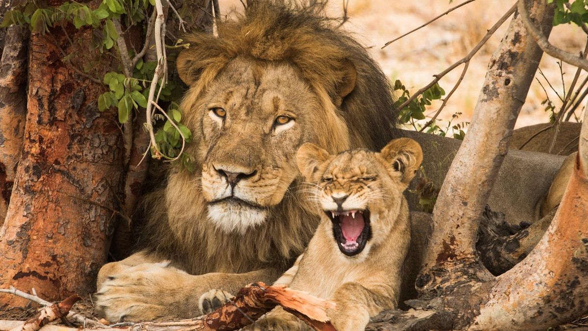 음향 기술은 아프리카 사자 보호에 새로운 국면을 열었습니다.