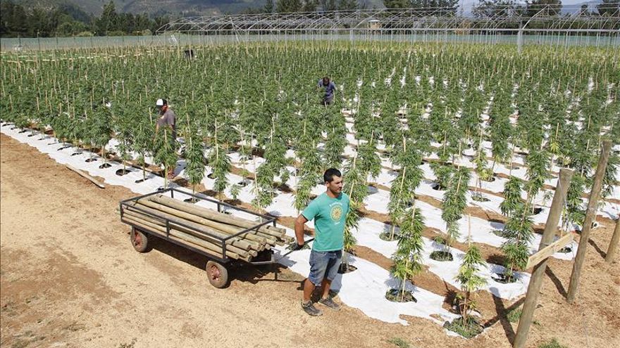 La mayor plantación legal de cannabis de América Latina crece en Chile