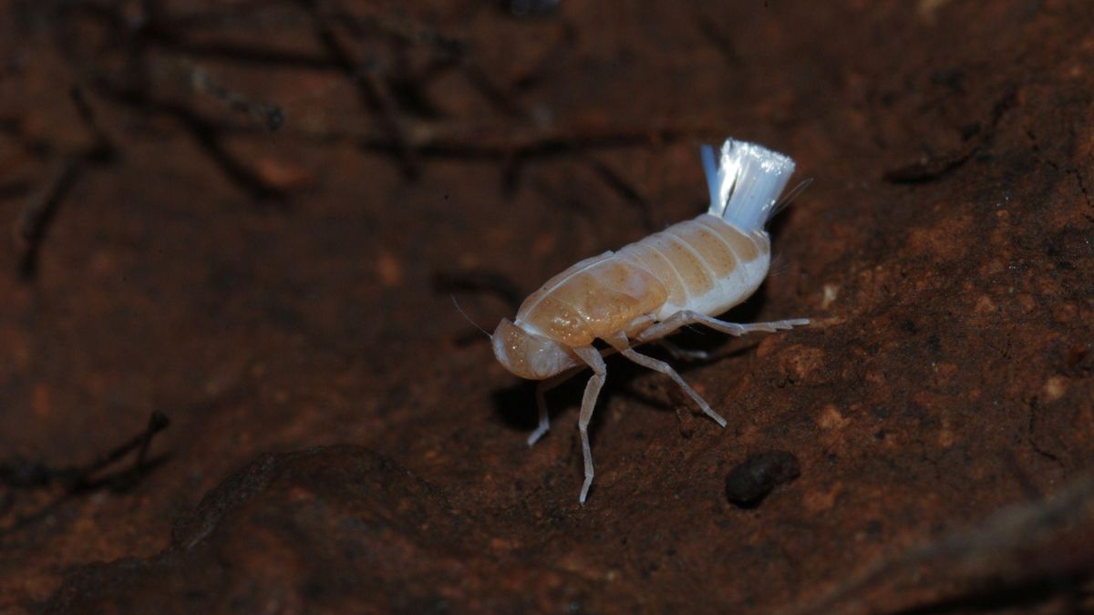 Chicharrita subterránea descubierta en La Palma. PEDRO OROMÍ