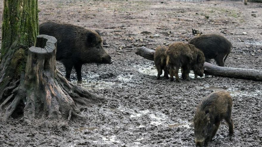 Extremadura impulsará la caza de jabalíes como medida para prevenir la peste porcina africana