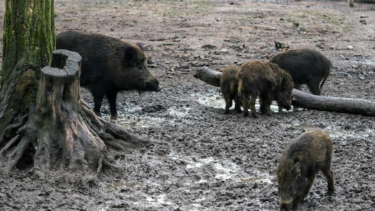 Extremadura impulsará la caza de jabalíes como medida para prevenir la peste porcina africana
