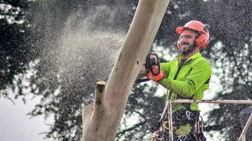 Ayuso cambia la ley que protege los árboles en Madrid: podrán ser talados a cambio de dinero y no de replantaciones