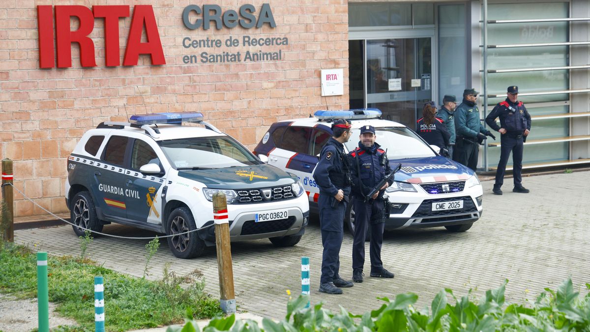 La auditoría del Govern considera "seguro" el laboratorio que trabaja con la peste porcina pero no descarta la fuga