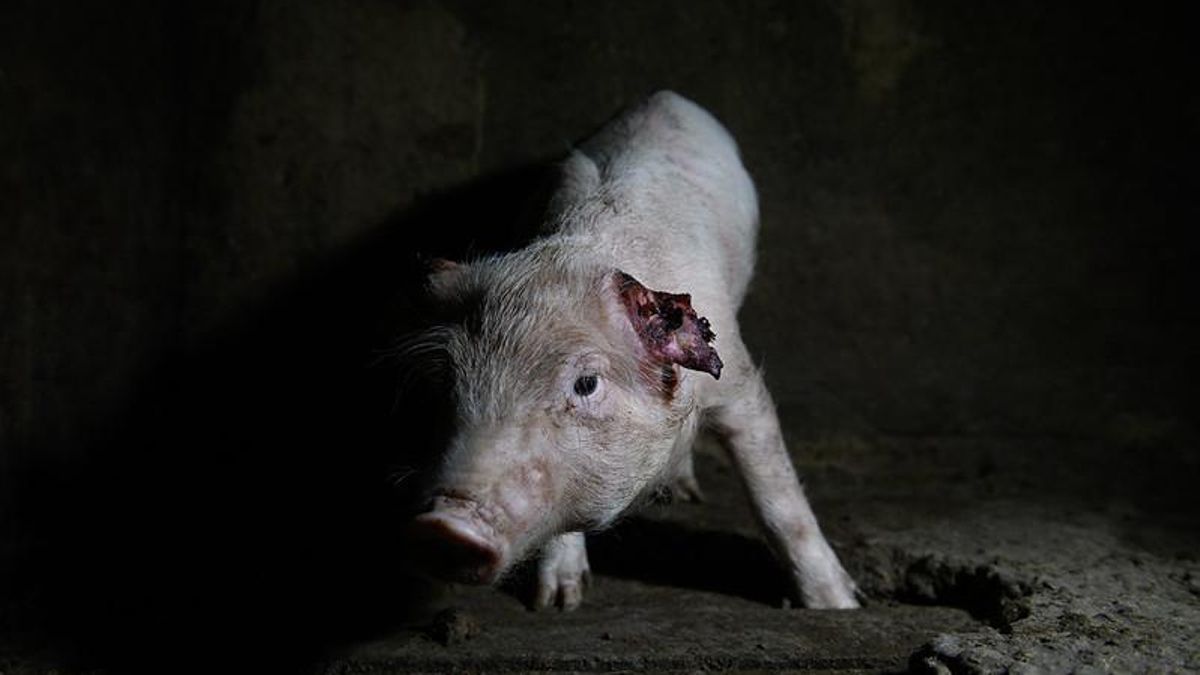 Cerdo en una granja de Aragón con sellos de bienestar animal. Agosto, 2024