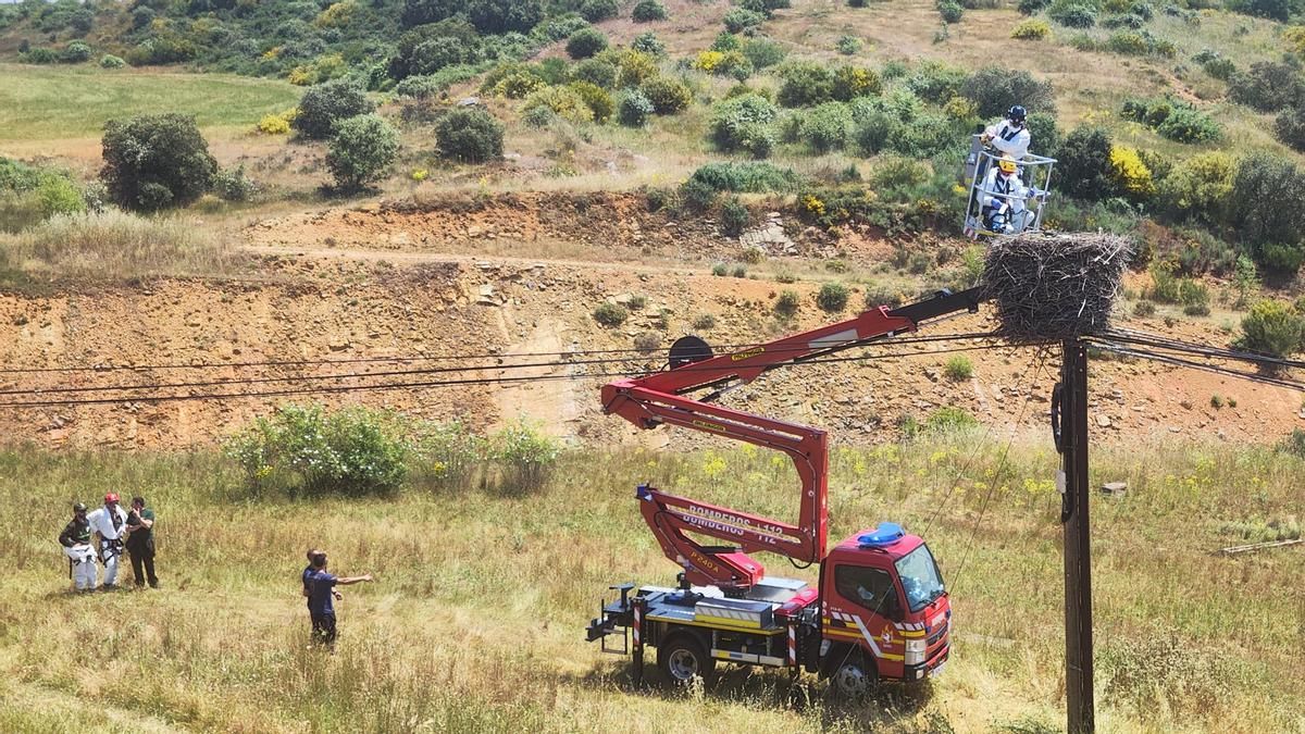 Investigan la muerte de cigüeñas que han aparecido tiroteadas en sus nidos de Sopeña de Carneros