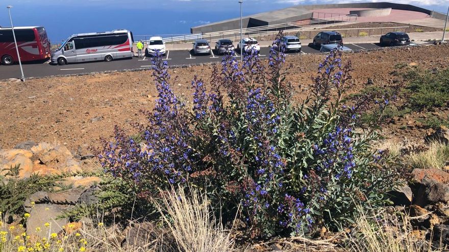 Otro tajinaste exclusivo de las cumbres palmeras, Echium gentianoides, fotografiado este domingo. ÁNGEL PALOMARES