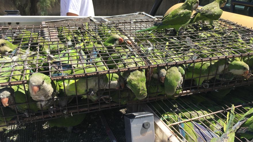 Zoos latinos exigen el fin del tráfico ilegal de fauna: 90% de animales muere en el traslado