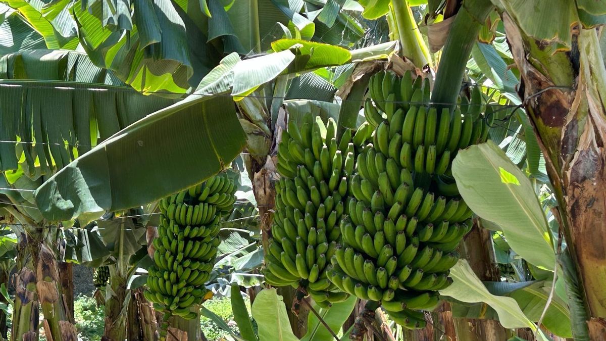 El Gobierno autonómico se reúne con las organizaciones de productores para fomentar una mejor planificación de la oferta del 'Plátano de Canarias'
