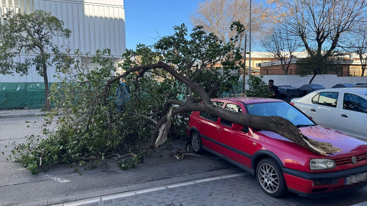 Rama de un árbol derribada en la calle Periodista José Luis de Córdoba.