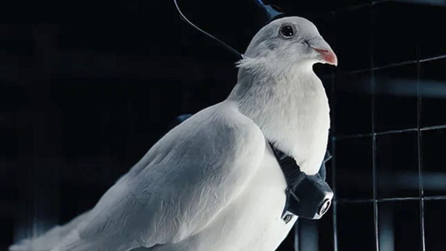 Una paloma con chip que envía descargas cerebrales y cámara incorporada, el experimento con el que una empresa dice haber creado un biodron