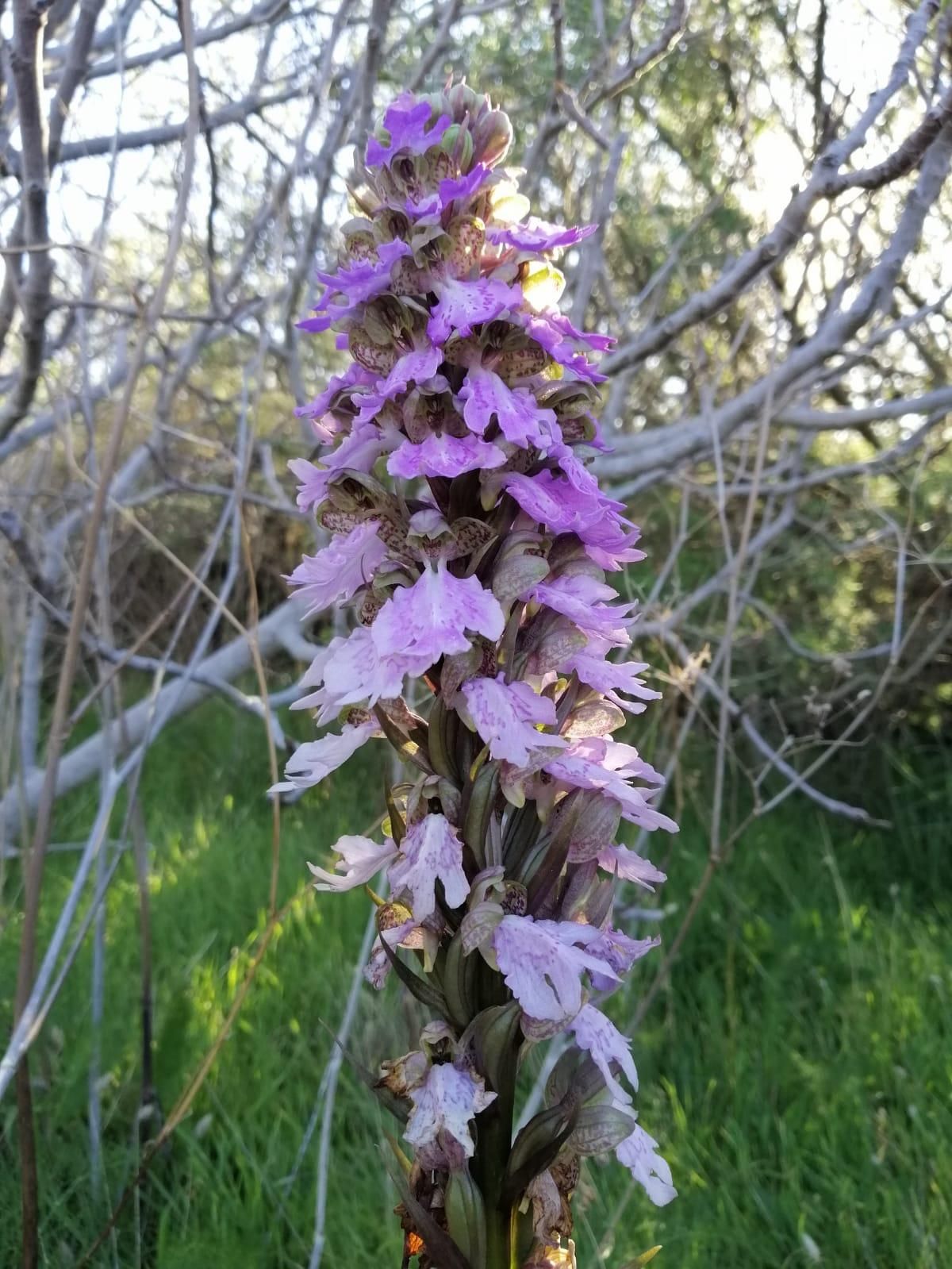 Imagen de la orquídea que está presente en los montes de Tijarafe. ROCÍO GONZÁLEZ NEGRÍN