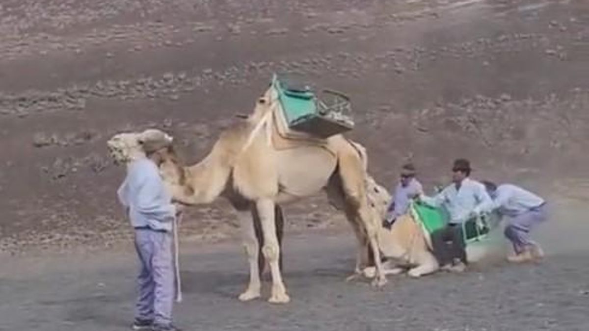 El despropósito de los paseos en camello en Canarias