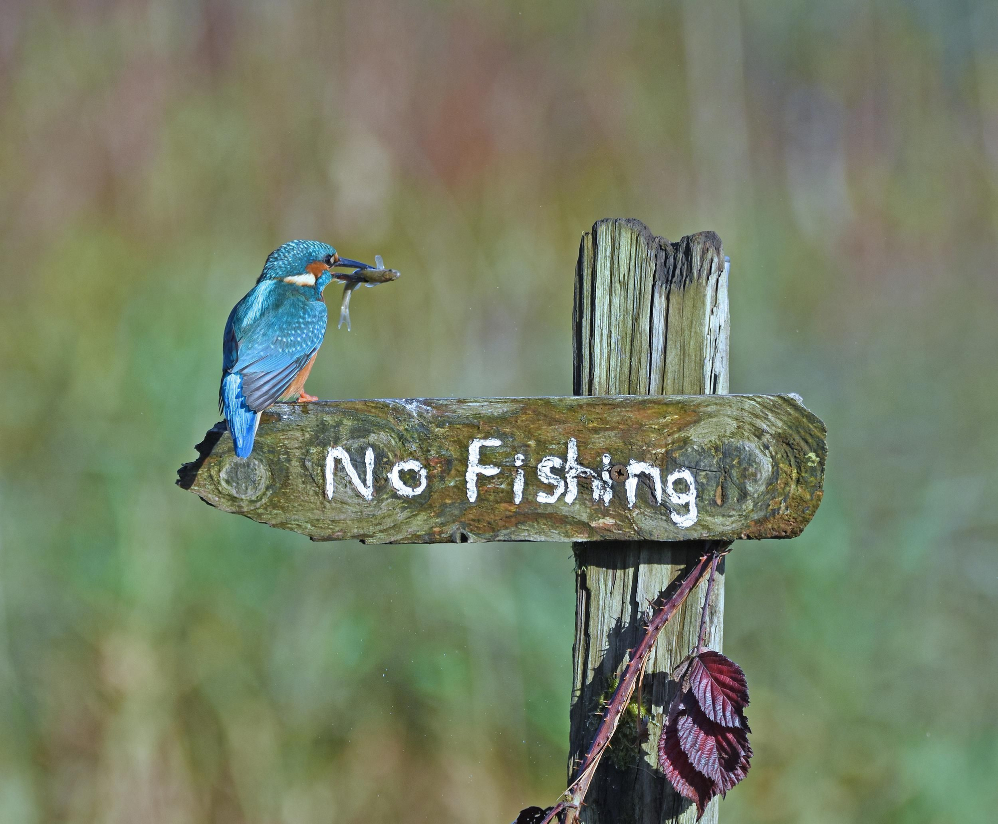 "Prohibido pescar" © Sally Lloyd Jones / Comedy Wildlife Photo Awards 2020
