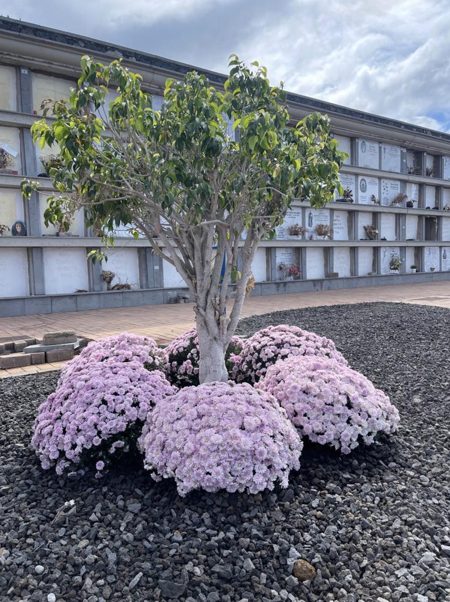 Flores en el cementerio de Las Manchas.