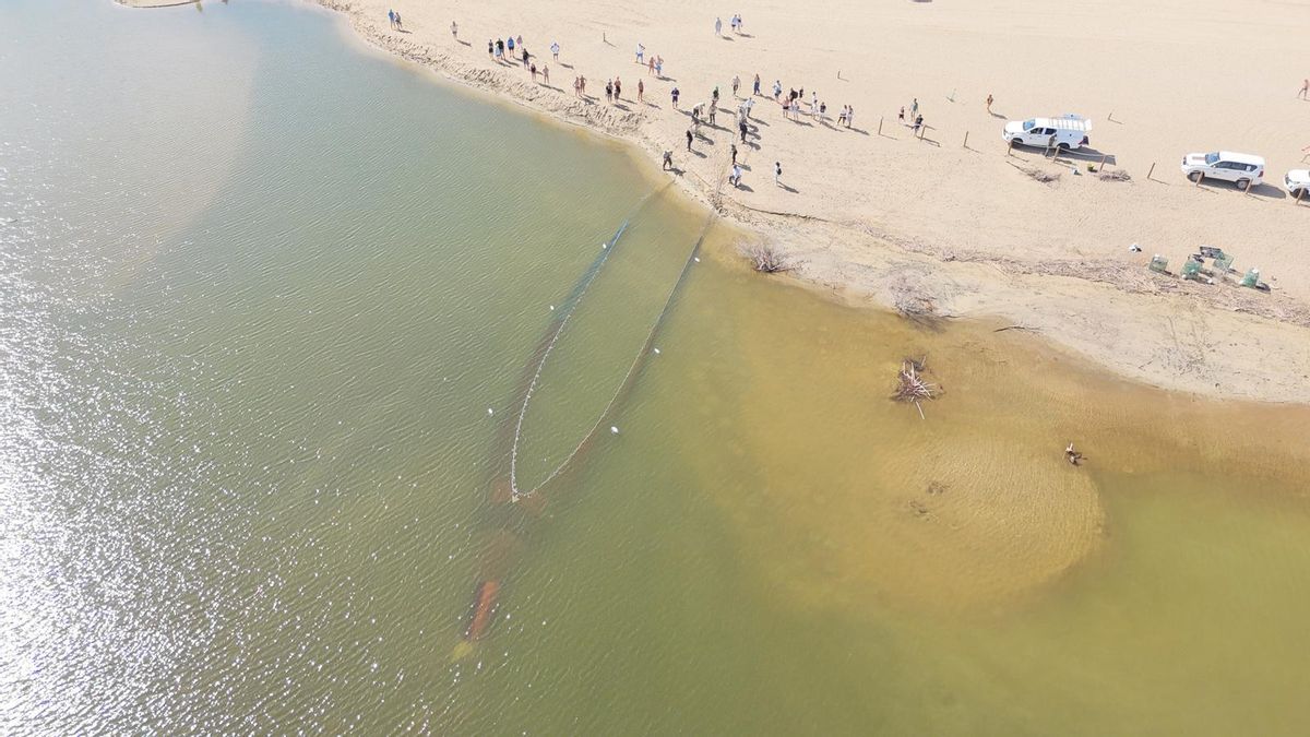 El Cabildo utiliza la técnica del chinchorro en la Charca de Maspalomas para la toma de muestras con fines científicos
