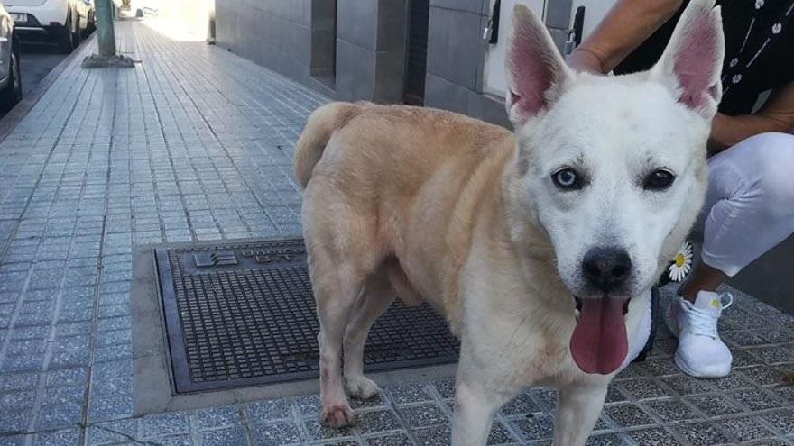 Perro localizado en Las Palmas de Gran Canaria.