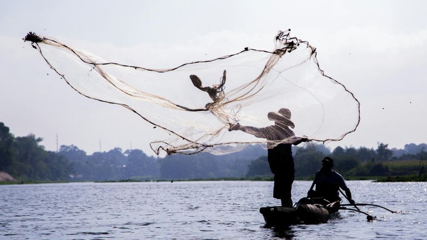 Una cuarta parte de los animales de agua dulce está en peligro de desaparecer por la presión humana