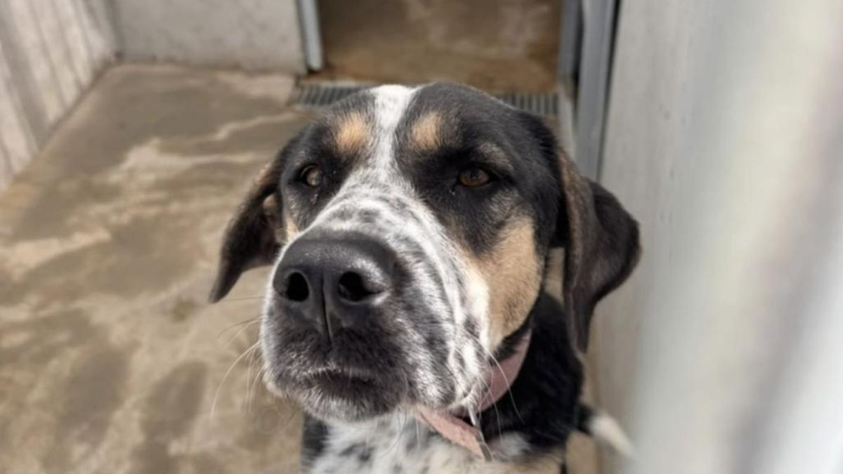 Calcuta puede con casi todo: la perra que superó una enfermedad y que espera ahora una adopción