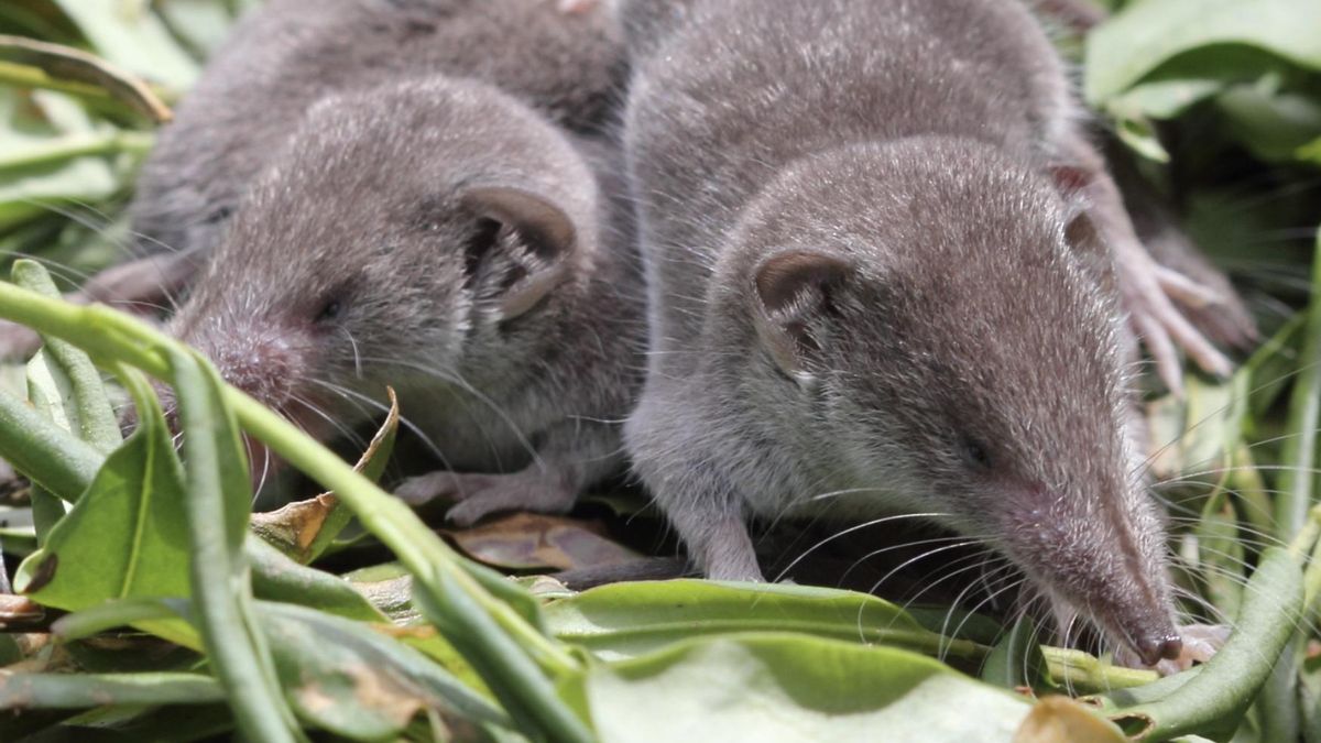 ¿Qué es el fenómeno de Dehnel y por qué permite a algunas especies reducir hasta un 20% su cerebro y sus huesos en invierno?