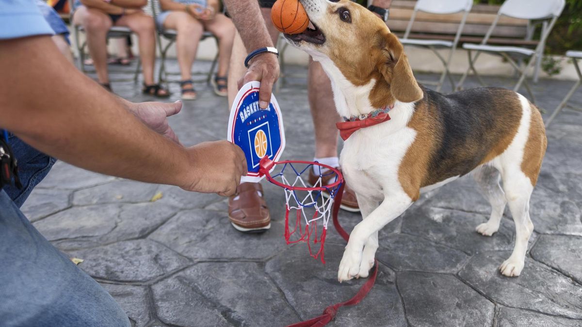 La perra Trufa es una Beagle de 6 años, adiestrada desde que tenía tan solo tres para trabajar en un tipo de terapia con personas con discapacidad en el centro de San Juan de Dios, en Las Palmas de Gran Canaria. EFE/Ángel Medina G.