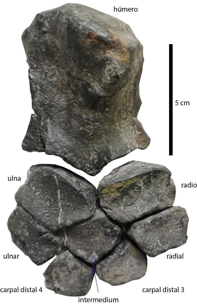 Huesos articulados de la aleta izquierda.