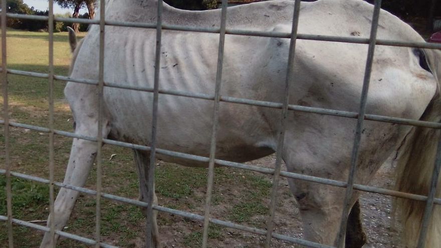 Una de las yeguas en estado de desnutrición hallada en una finca privada entre Bakio y Bermeo
