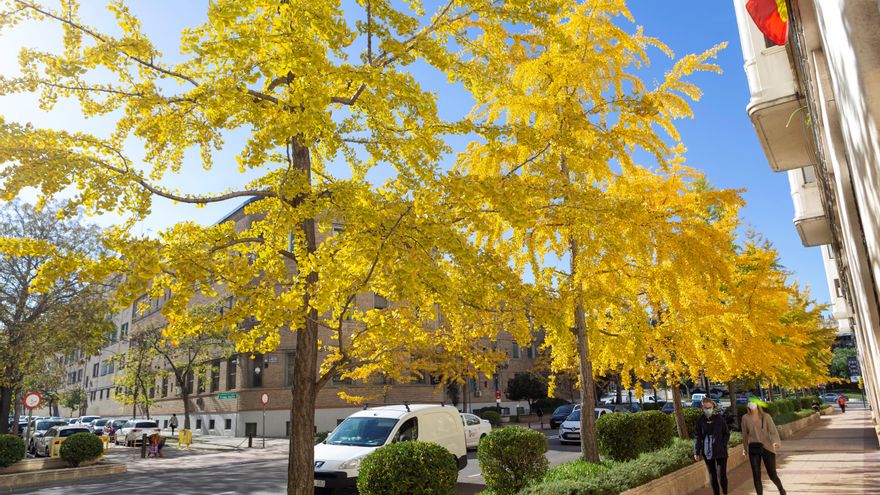 Un estudio de los anillos de árboles urbanos revela que bajó la contaminación en pandemia