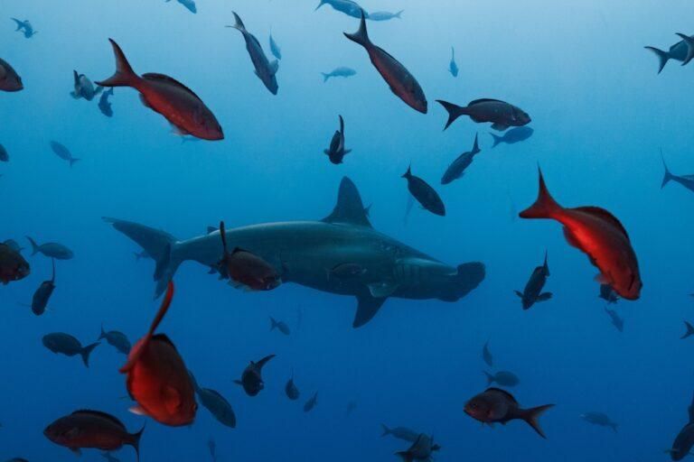 Tiburón martillo. Foto: Joshua Vela