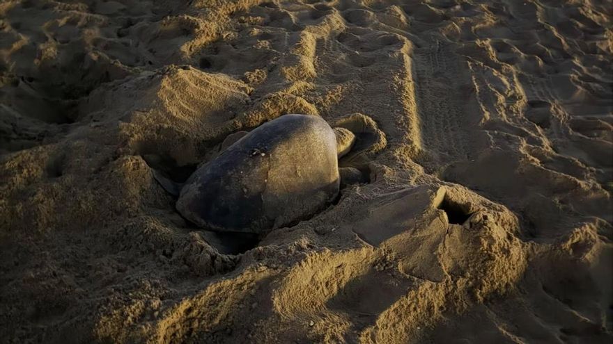El fenómeno de El Niño podría estar detrás del comportamiento inusual de estas tortugas marinas