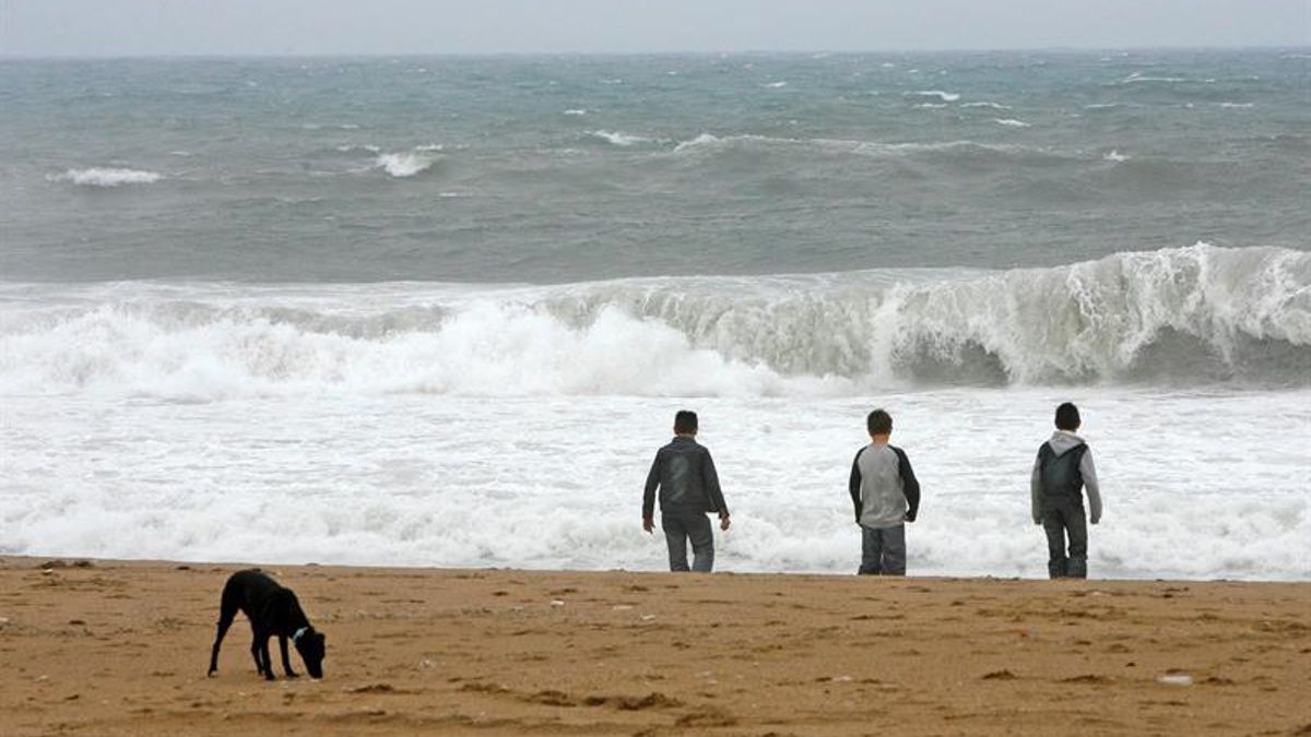 Barcelona creará una zona de playa para perros en la temporada de baño