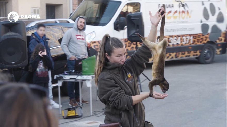 PACMA denuncia la utilización de animales salvajes en el mercado medieval de Tendilla