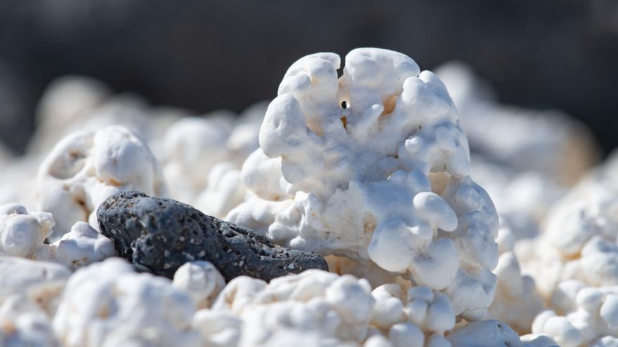 Una investigación destaca la importancia de las algas coralinas para combatir el cambio climático