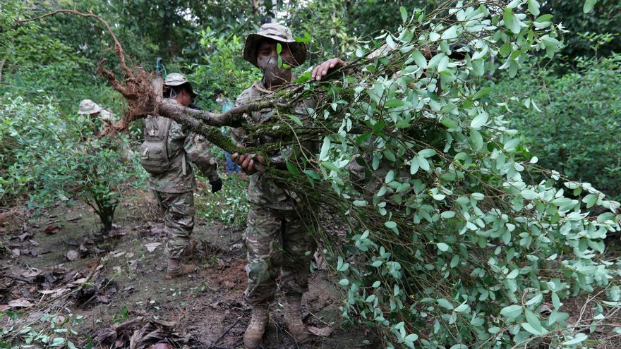 Bolivia erradicó 3.262 hectáreas de cultivos de hoja de coca hasta julio