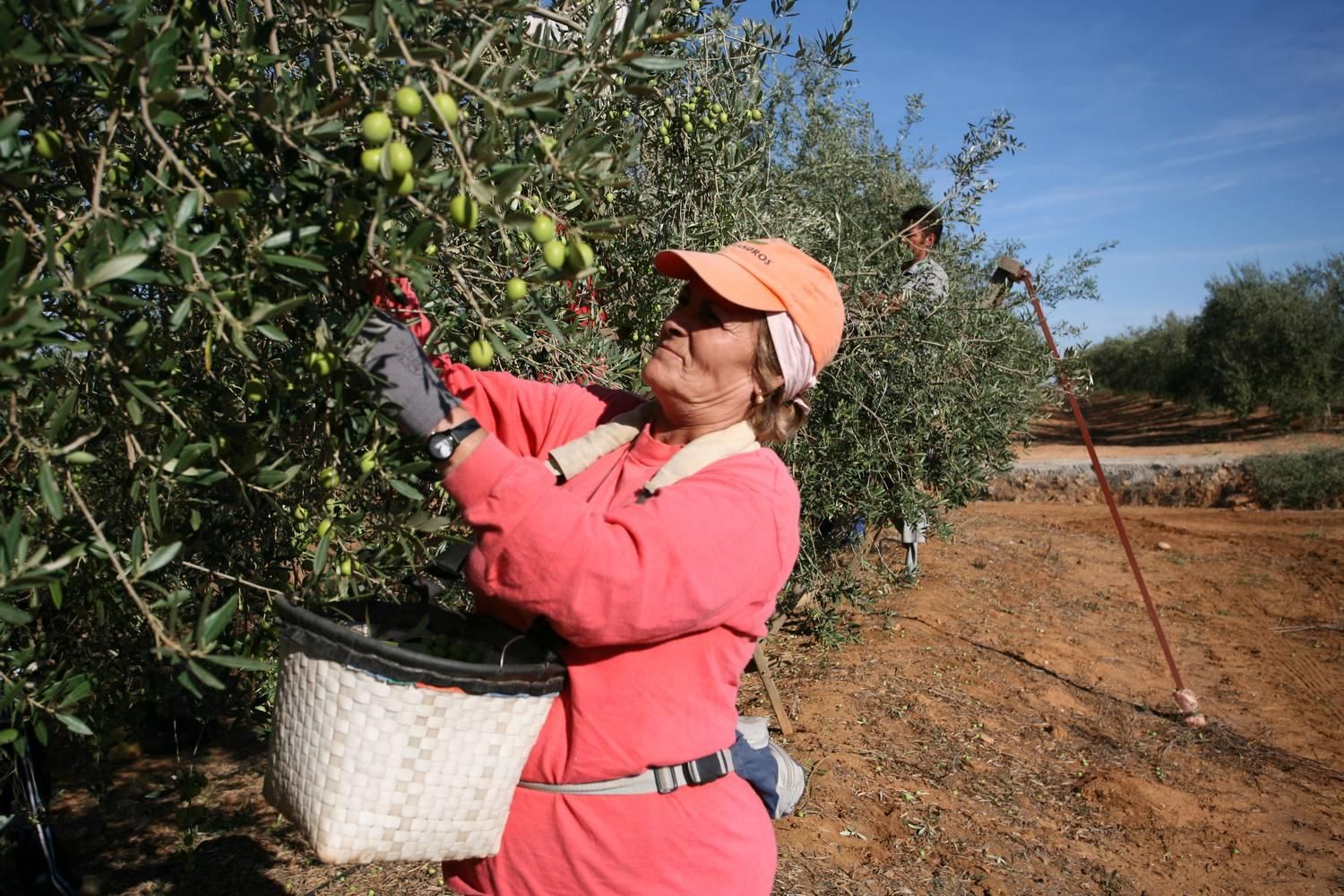 Recogida aceituna 002