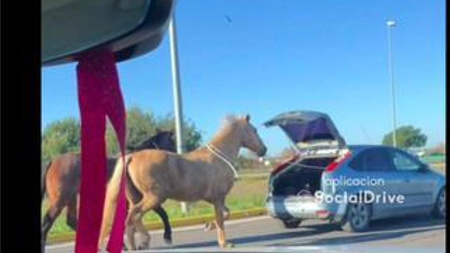 Multa de 500 euros a un conductor por circular con dos caballos atados al maletero