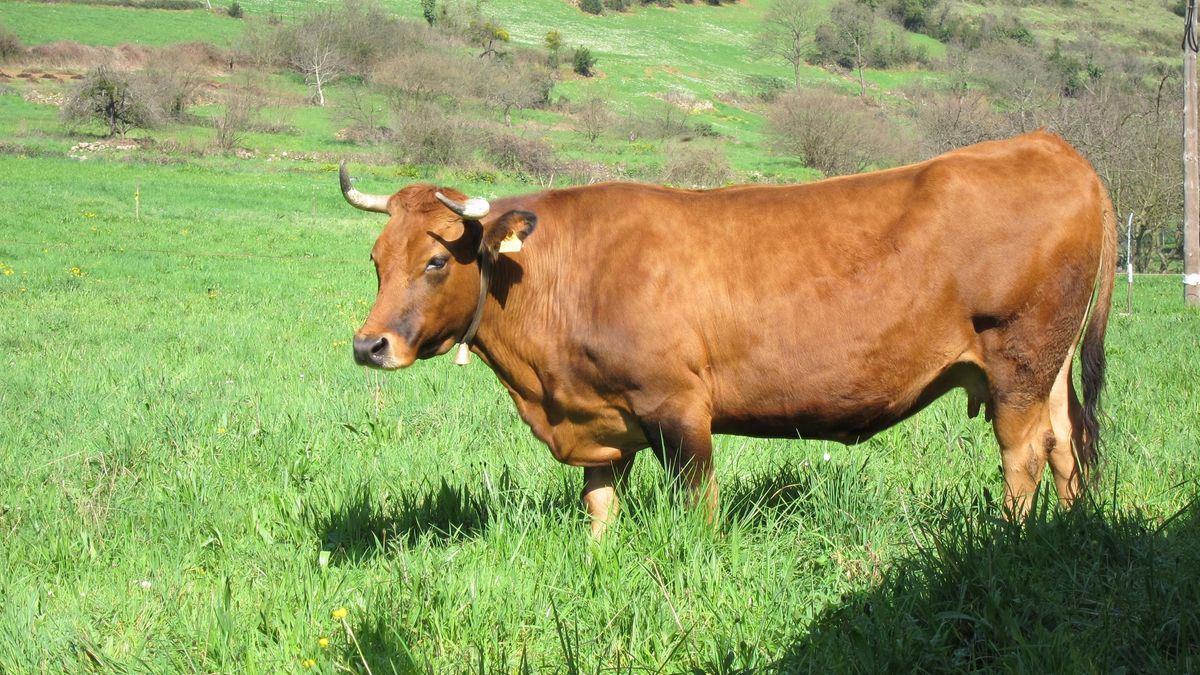 El Gobierno recuerda que no puede imponer precios de referencia mínimos para la leche
