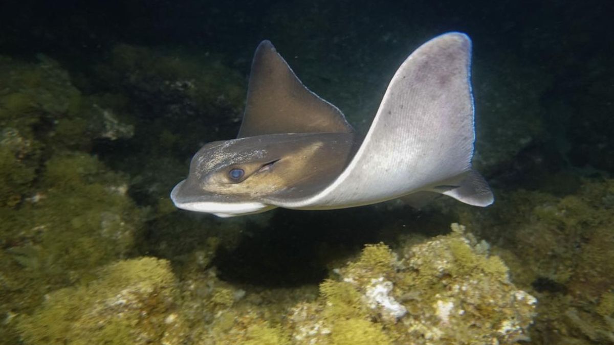 Ratón (Myliobatis aquila) en la playa de Las Canteras, Gran Canaria.