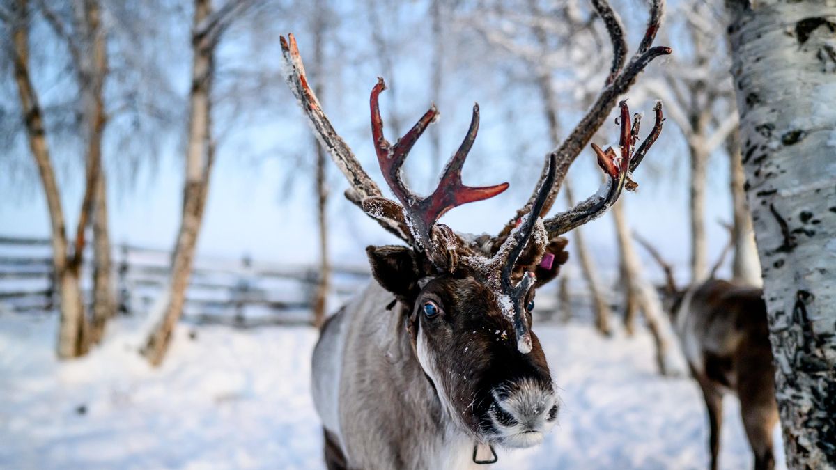 Un reno en un recinto propiedad de los pueblos indígenas sami del norte de Suecia, en Jukkasjarvi.