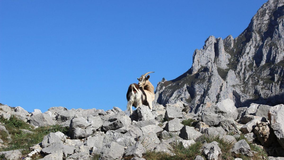 Las cabras montesas son una de las habituales de la Ruta del Cares.